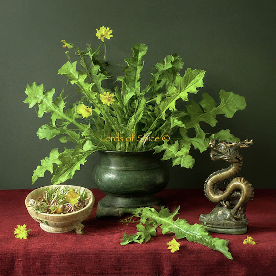 Wild Lettuce Seeds – Lactuca serriola – Prickly Lettuce Herb – 10 25 50 100 Pack