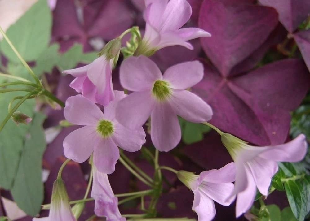 Air Purifying Purple Shamrock Bulbs – 12 Easy-To-Grow Indoor/Outdoor Plants