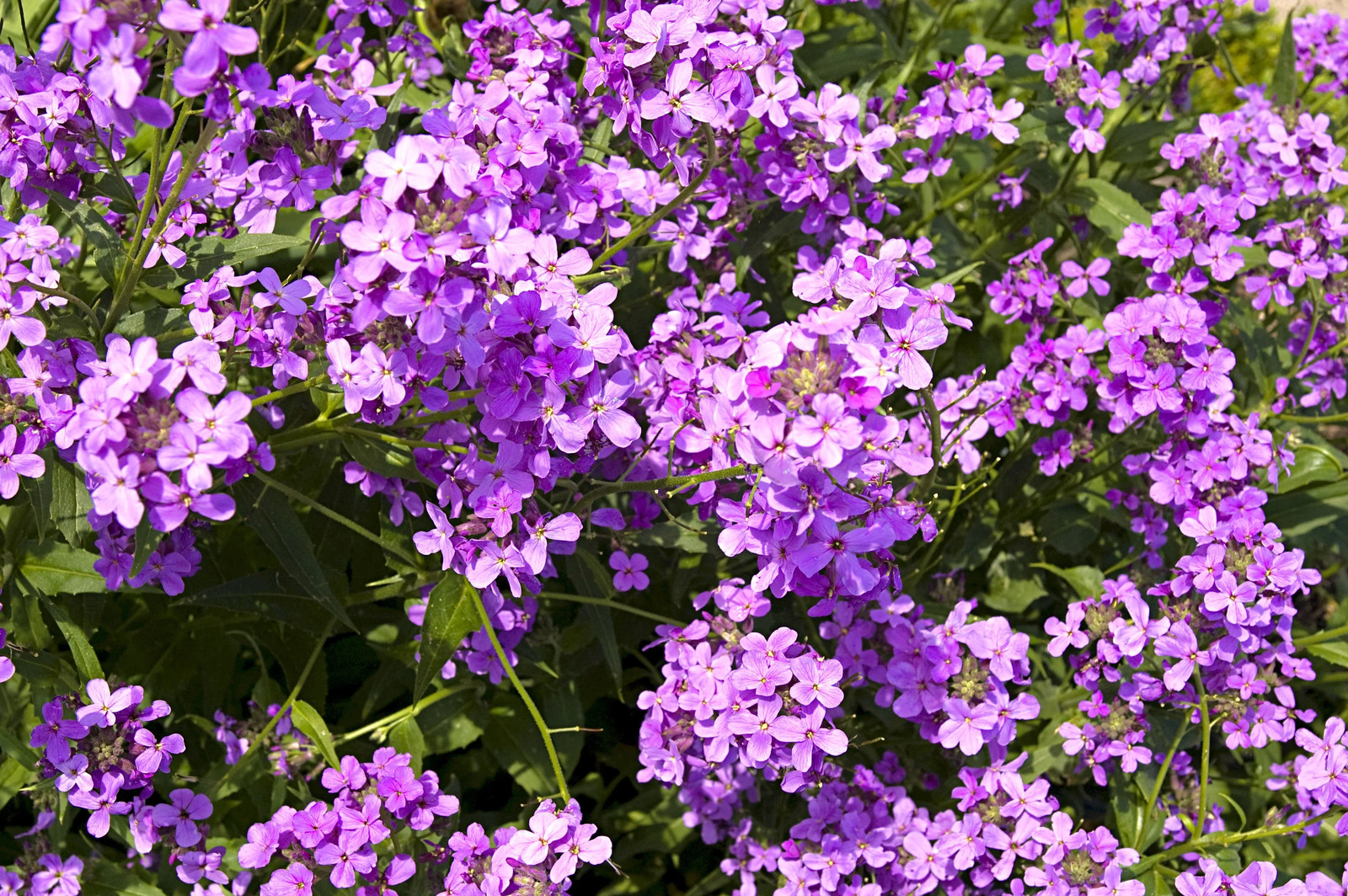 Dame’s Rocket Seeds | Sweet Violet Purple Wildflower Perennial Flower Seed 2025