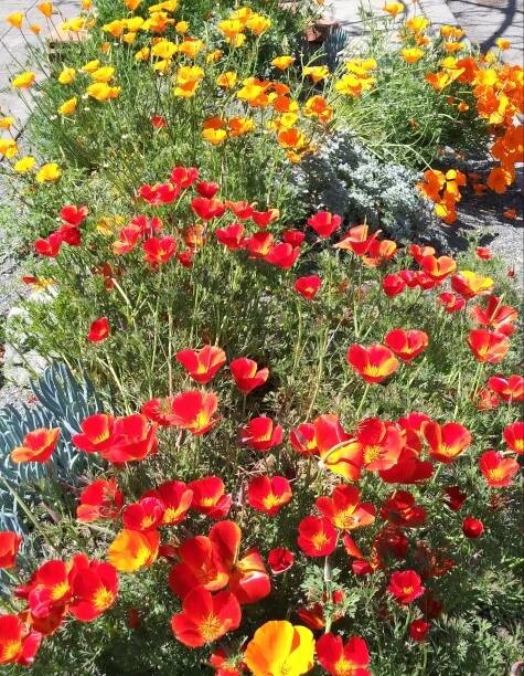 100 RED CHIEF CALIFORNIA POPPY SEEDS | 2026 SALE FREE SHIPPING NON GMO HEIRLOOM