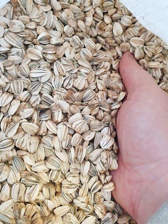 60+ Mammoth Russian Grey Stripe Sunflower Seeds “Brooklyn Botanical Garden Club”