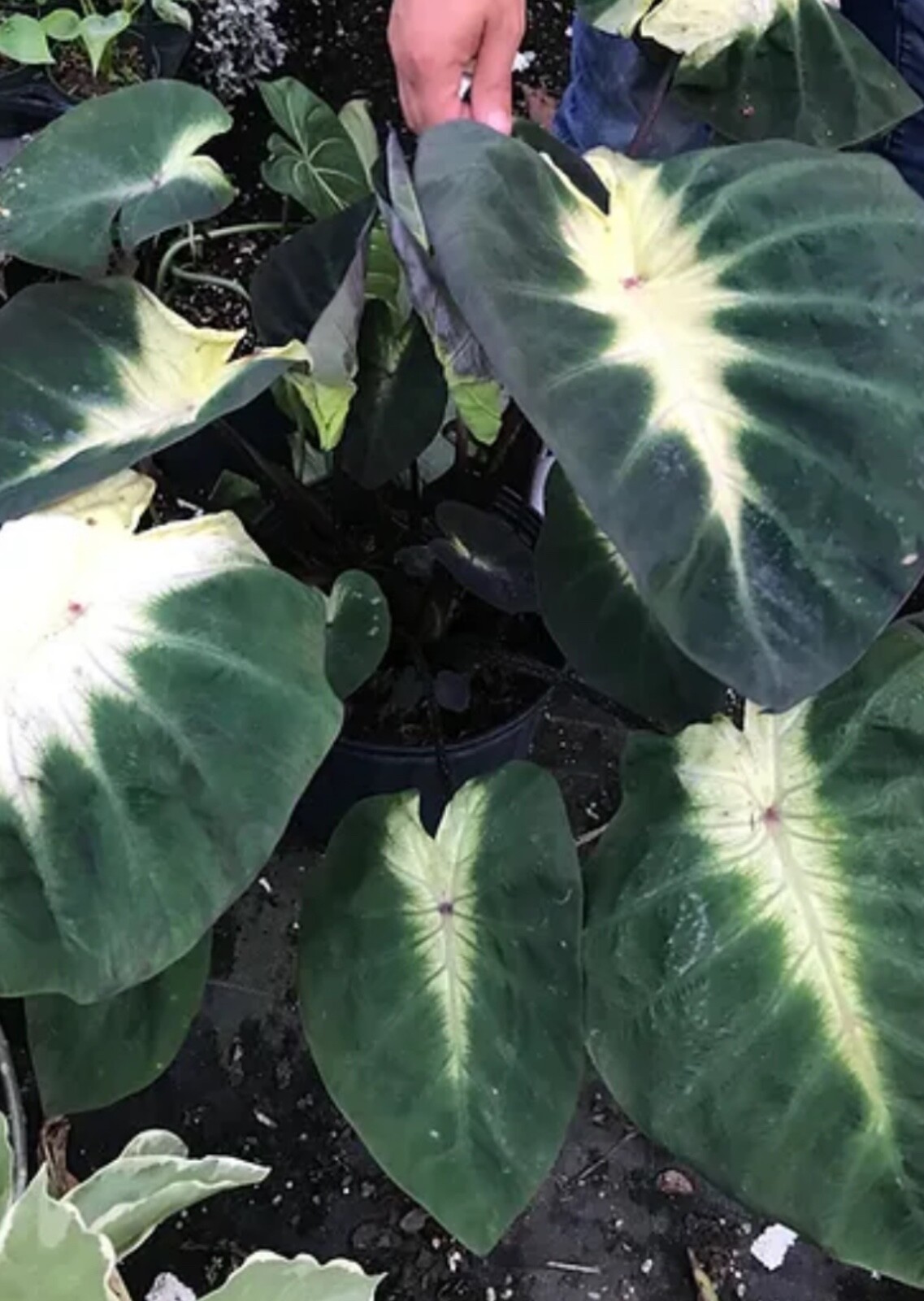 AUTHENTIC Colocasia Tropical Storm 1 bulbs