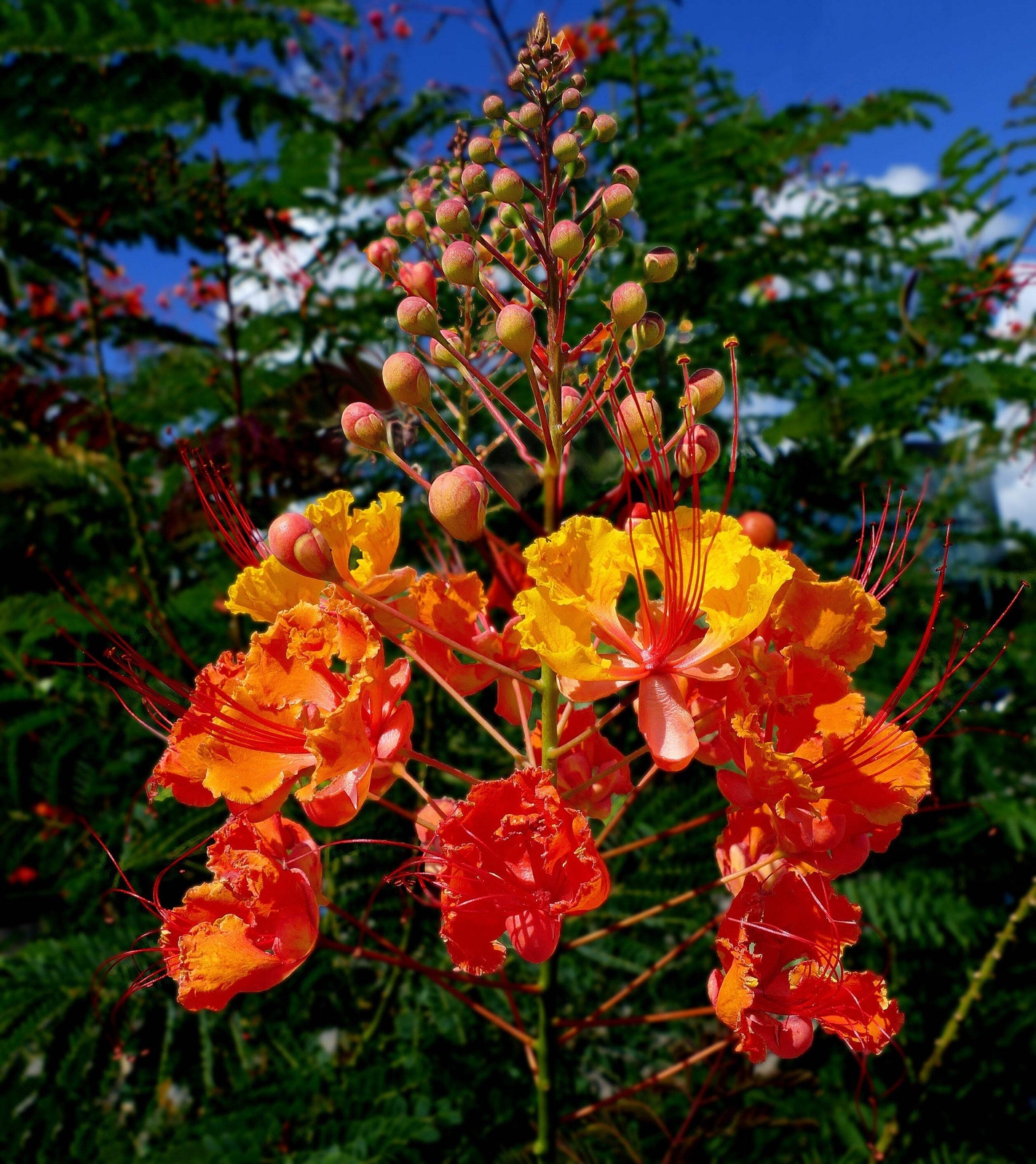 10 RED BIRD OF PARADISE Caesalpinia Pulcherrima Barbados Peacock Flower Seeds