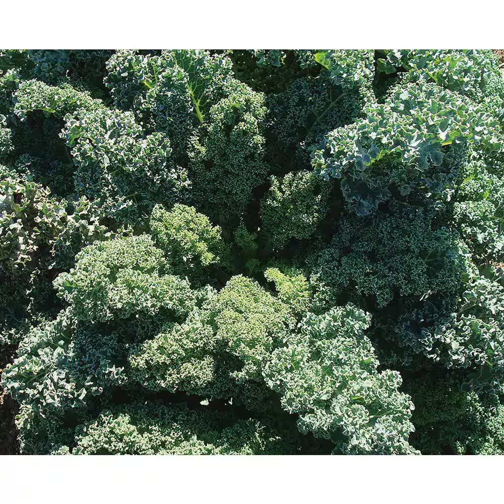 Organic Winter Veggies Seeds (7-Pack)
