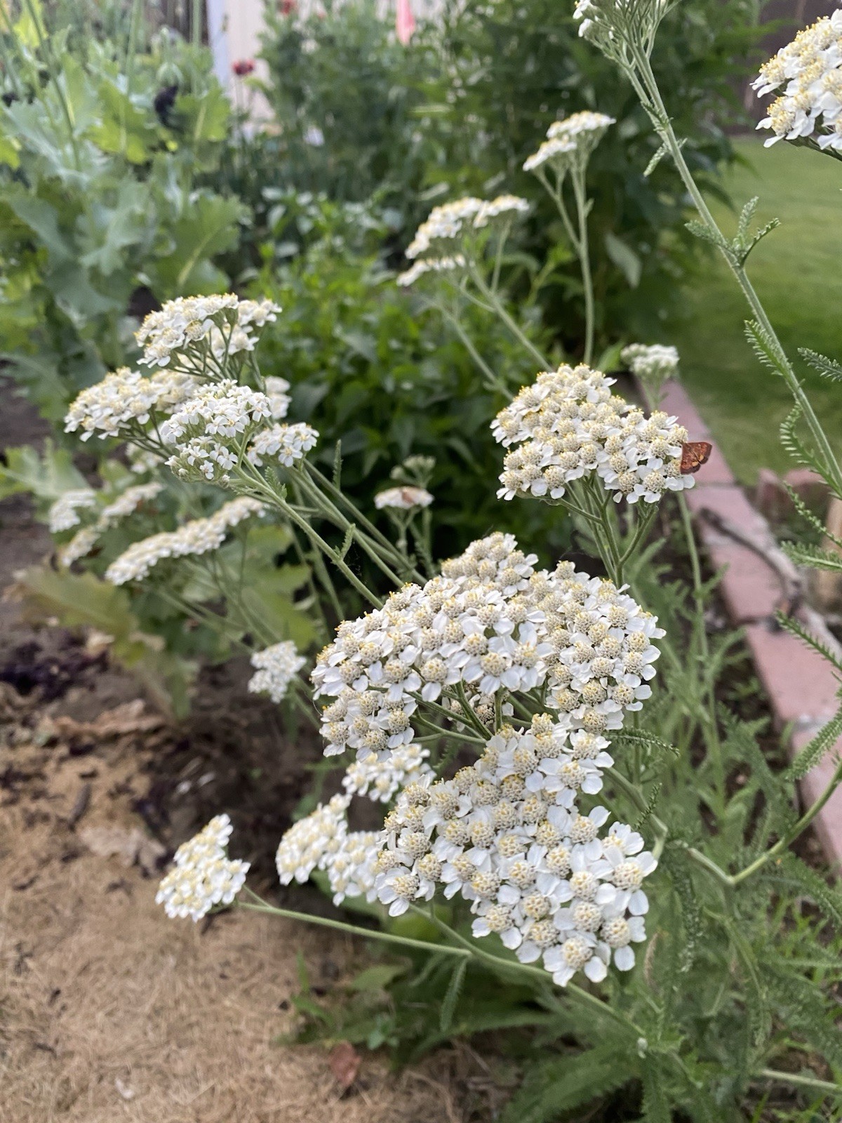 100 White Common Yarrow Herb Seeds, Achillea millefolium Good for Lawn & Turf