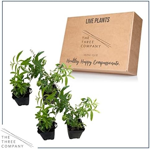 Live Herb – Lemon Verbena (4 Per Pack), Aromatic and Health Enhancer, Naturally