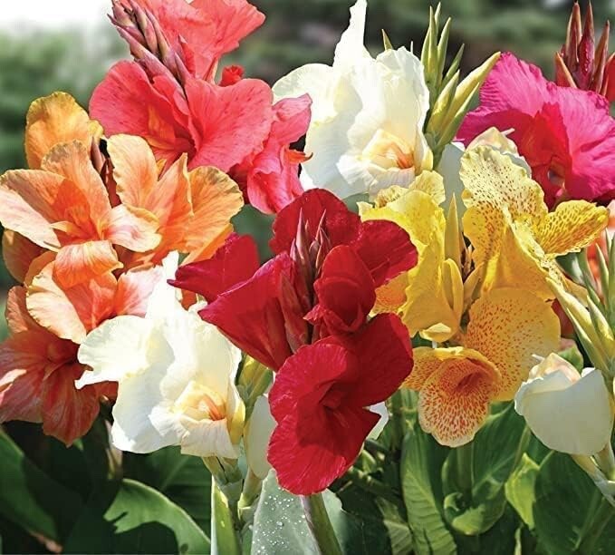 Mixed Canna Lily Bulbs for Planting – Assorted Canna Lilies to Grow
