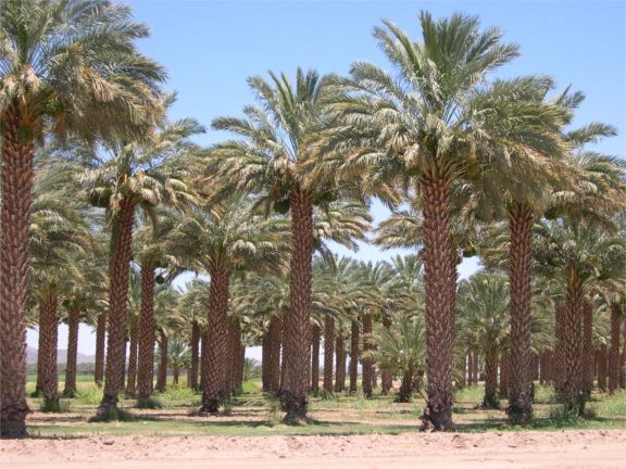True Date Palm, Phoenix dactylifera, Tree Seeds (Showy, Edible, Evergreen)
