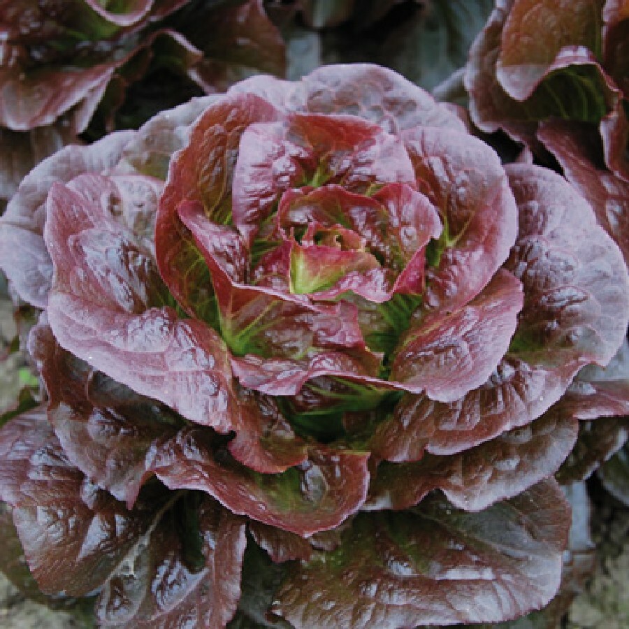 Romaine Cimarron Lettuce Seeds 600+ Red Vegetable Garden Heirloom FREE SHIPPING