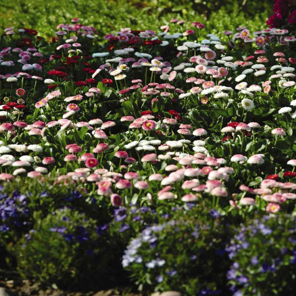 5000 Seeds English Daisy Seeds – Bellis Perennis Mix Flower Seed