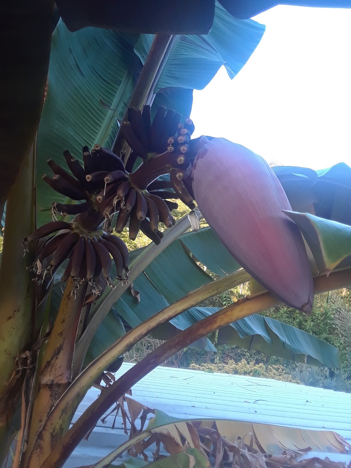 Musa acuminata var. zebrina seeds! Blood Leaf Banana, Rojo, Sumatrana