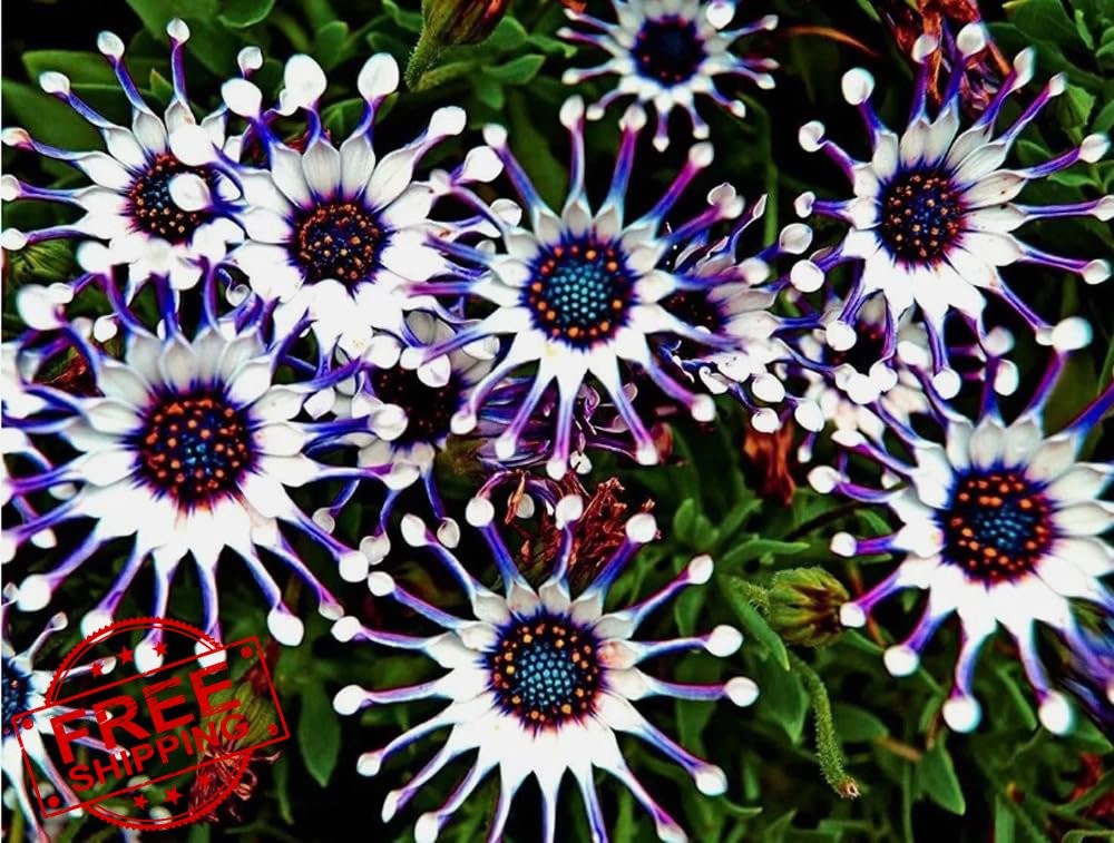 Osteospermum Seeds, 100PCS Spider Daisy Flower Mix