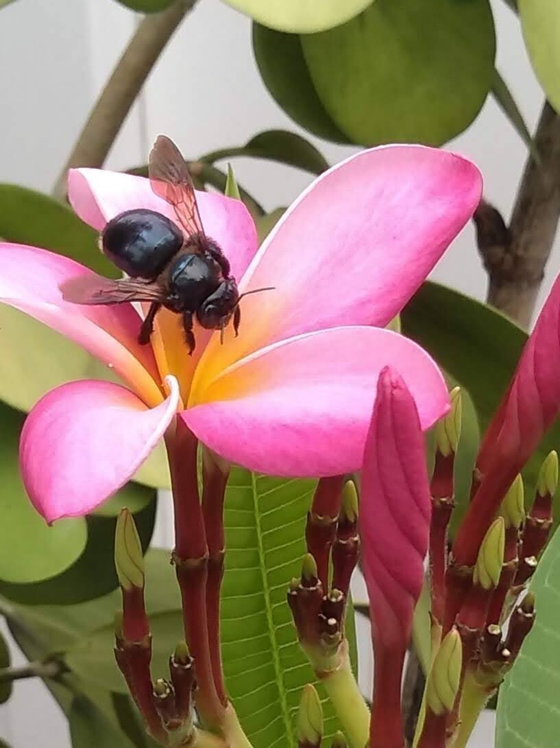 Plumeria Frangipani LIGHT PINK Hawaii Lei Flower Tree 10 Seeds FL Fresh 2024