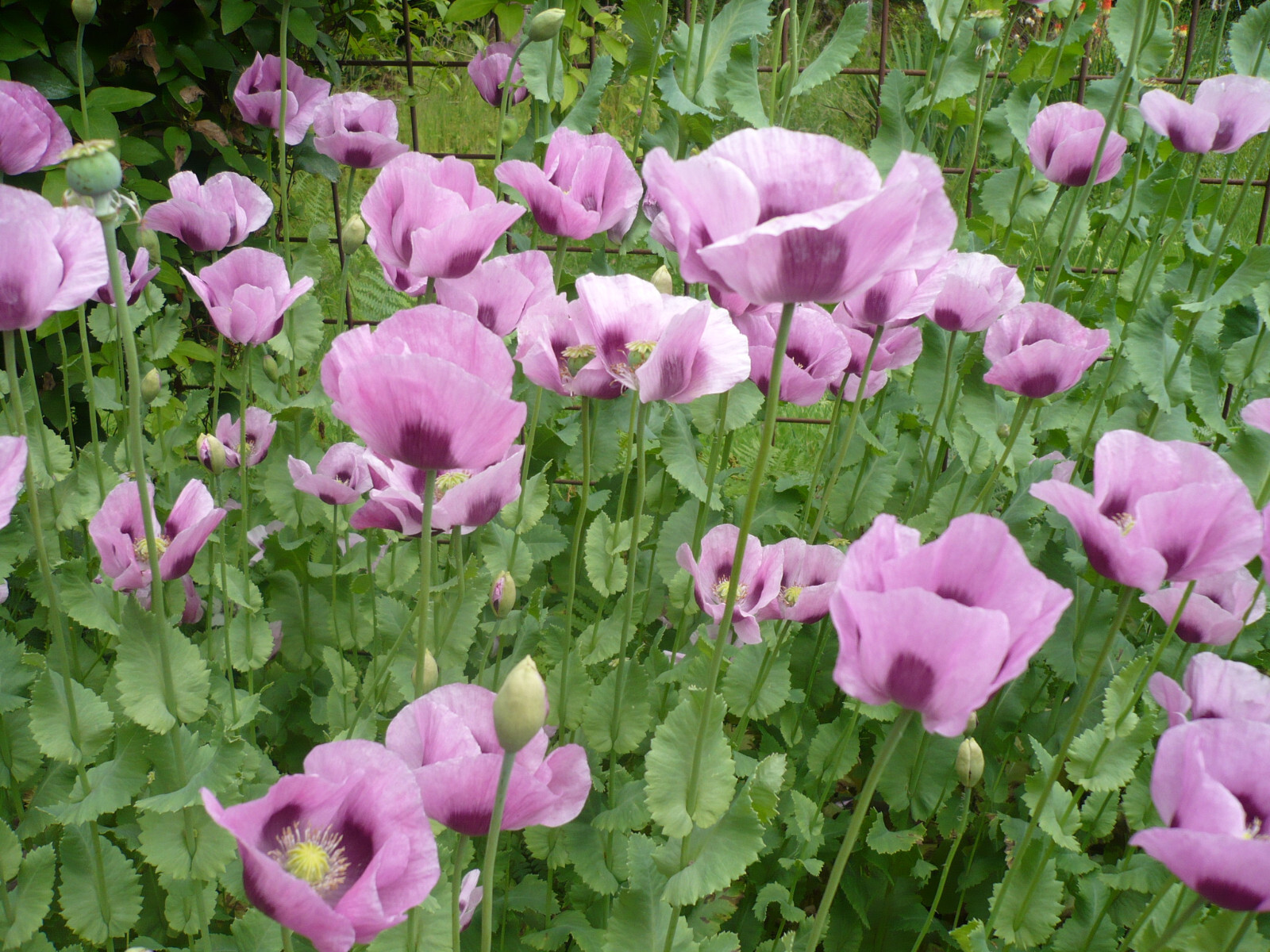 Best Seller! Tazzy Purple, Wizard Red, Afghan Pink Mix 10,000 seeds PoppyQueen👑