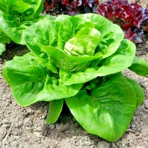 601+LITTLE GEM BUTTERHEAD Seed Leaf Lettuce Organic Spring Fall Garden Container