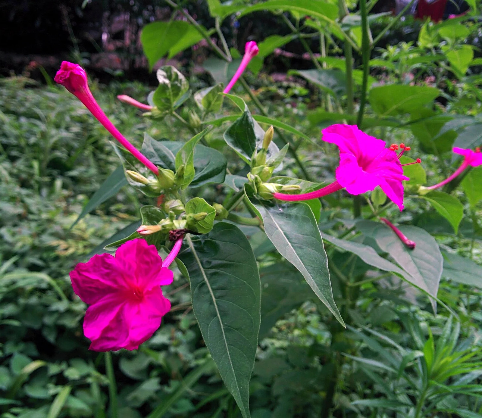 Pink Four O’ Clock Seeds | Mirabilis Rose Marvel Peru Magenta Flower Seed 2025