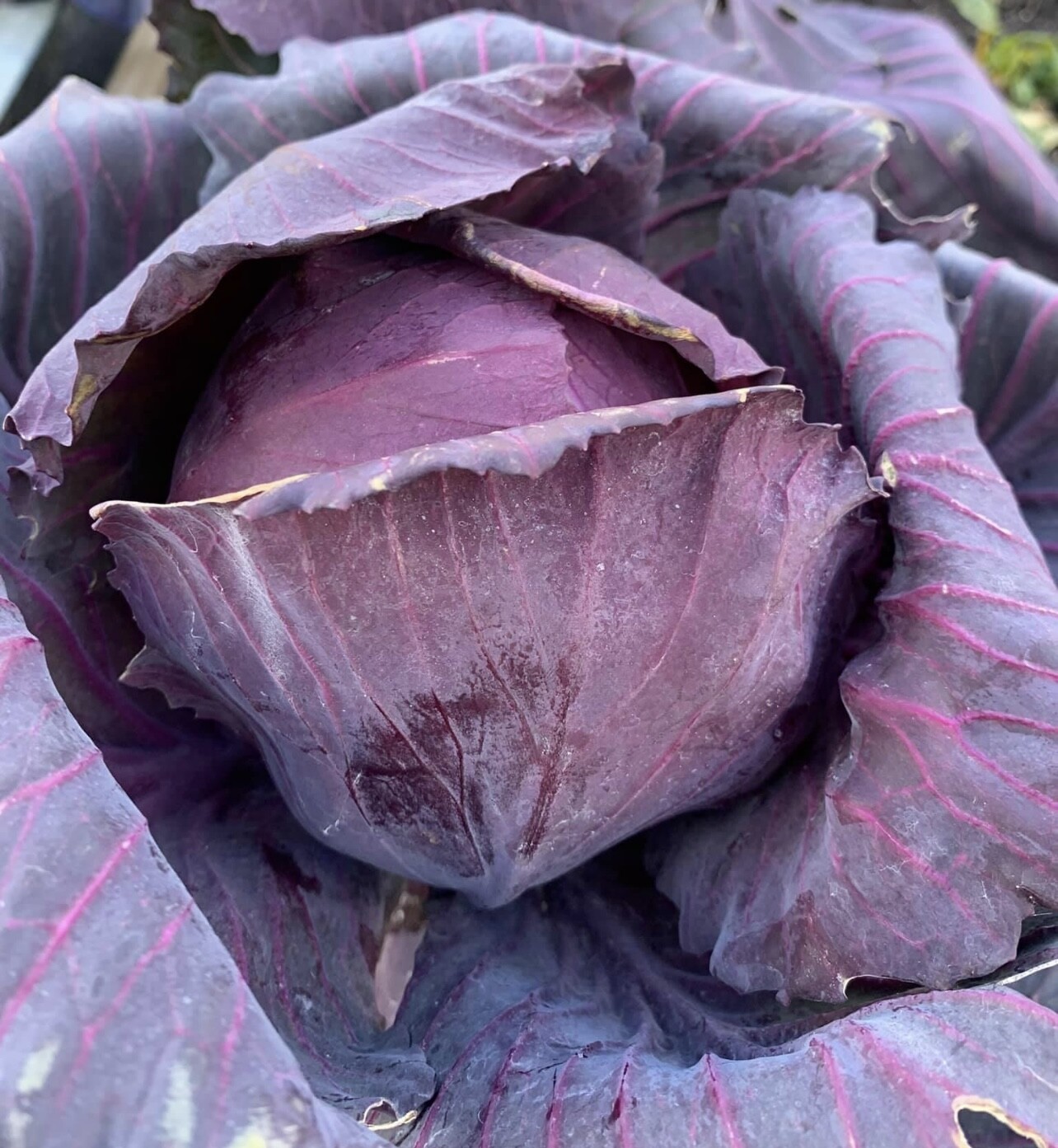 Red Acre Cabbage Seeds | Heirloom | Organic | Cold Tolerant | Disease Resistant