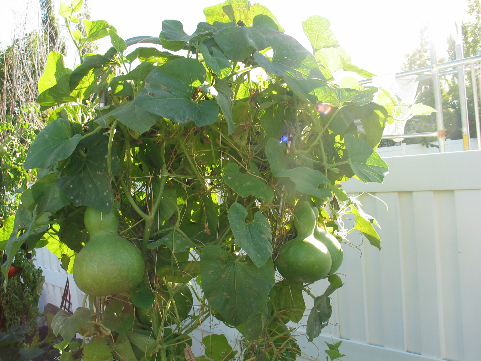 Birdhouse Bottle Gourd, Lagenaria siceraria, Seeds