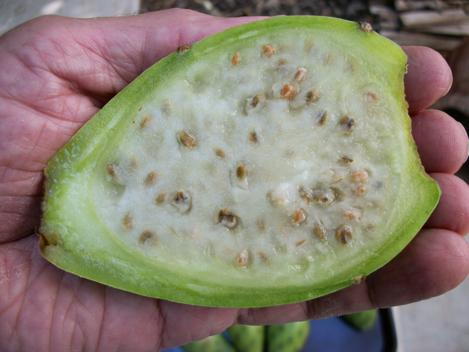 GIANT WHITE OPUNTIA PRICKLY PEAR NOPAL SPINELESS CACTUS-JUICY & SWEET 10 SEEDS