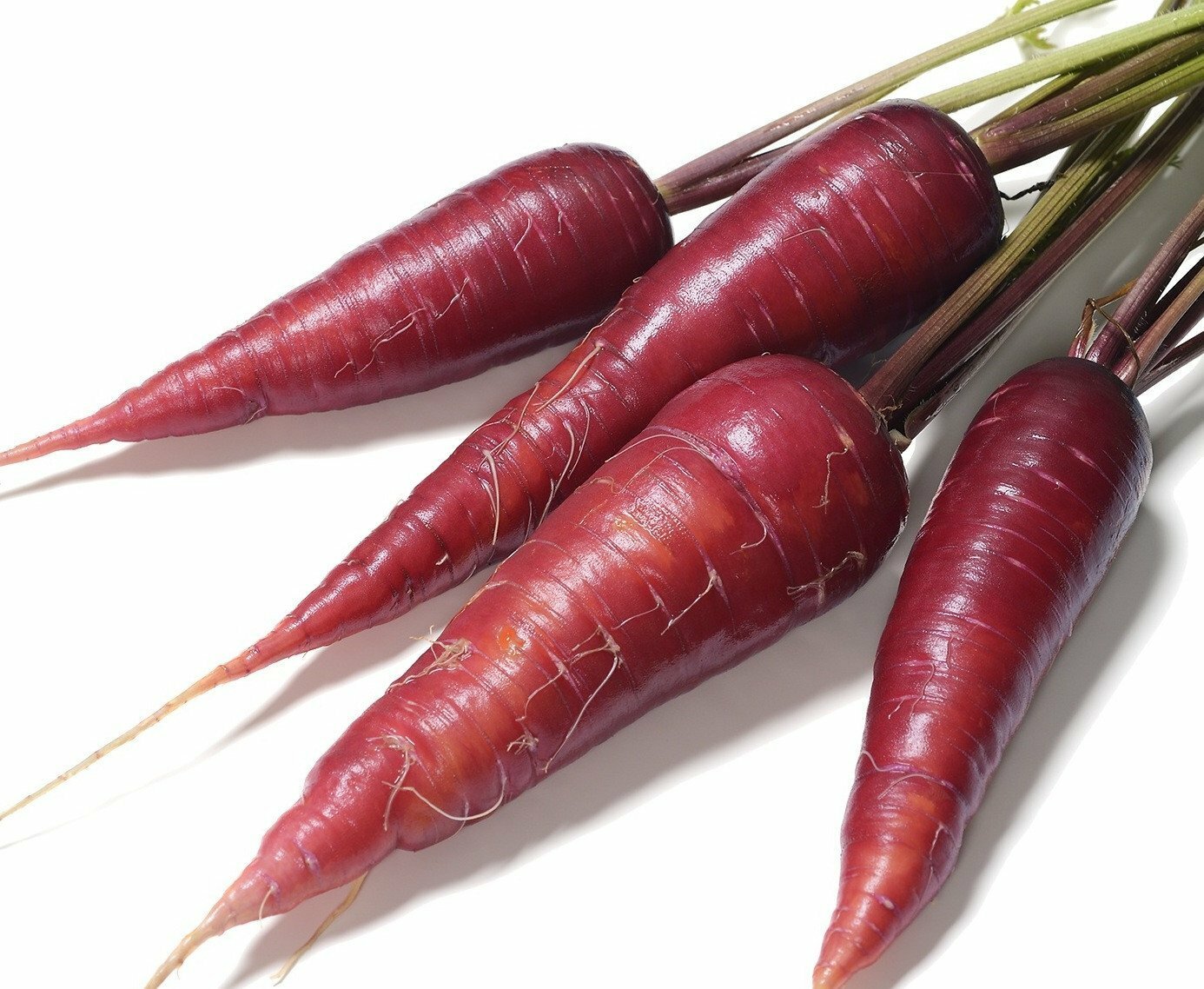 Cosmic Purple Carrot – Daucus carota