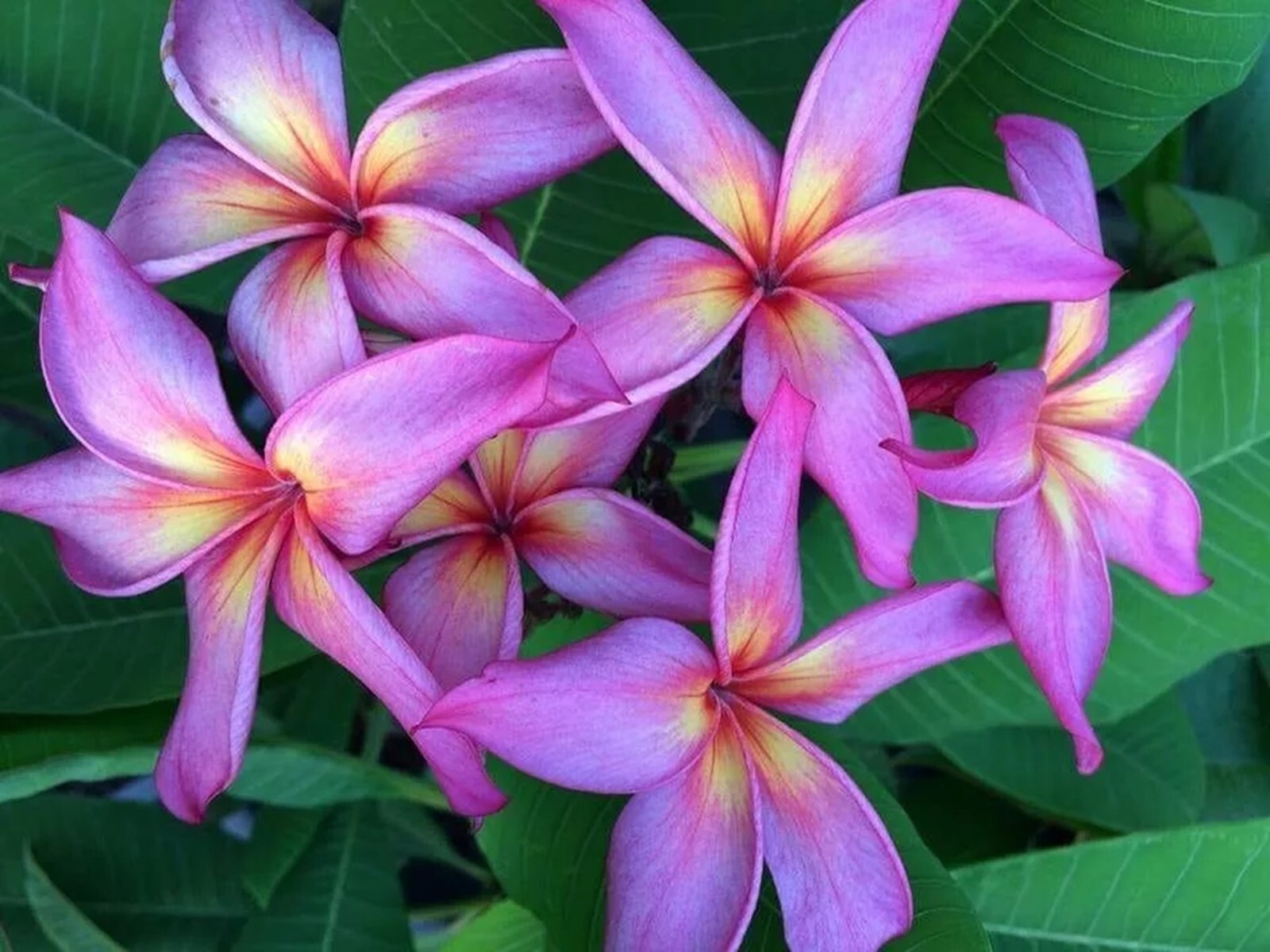 5 Violet Yellow Plumeria Seeds Perennial Flowers Flower Frangipani US SELLER