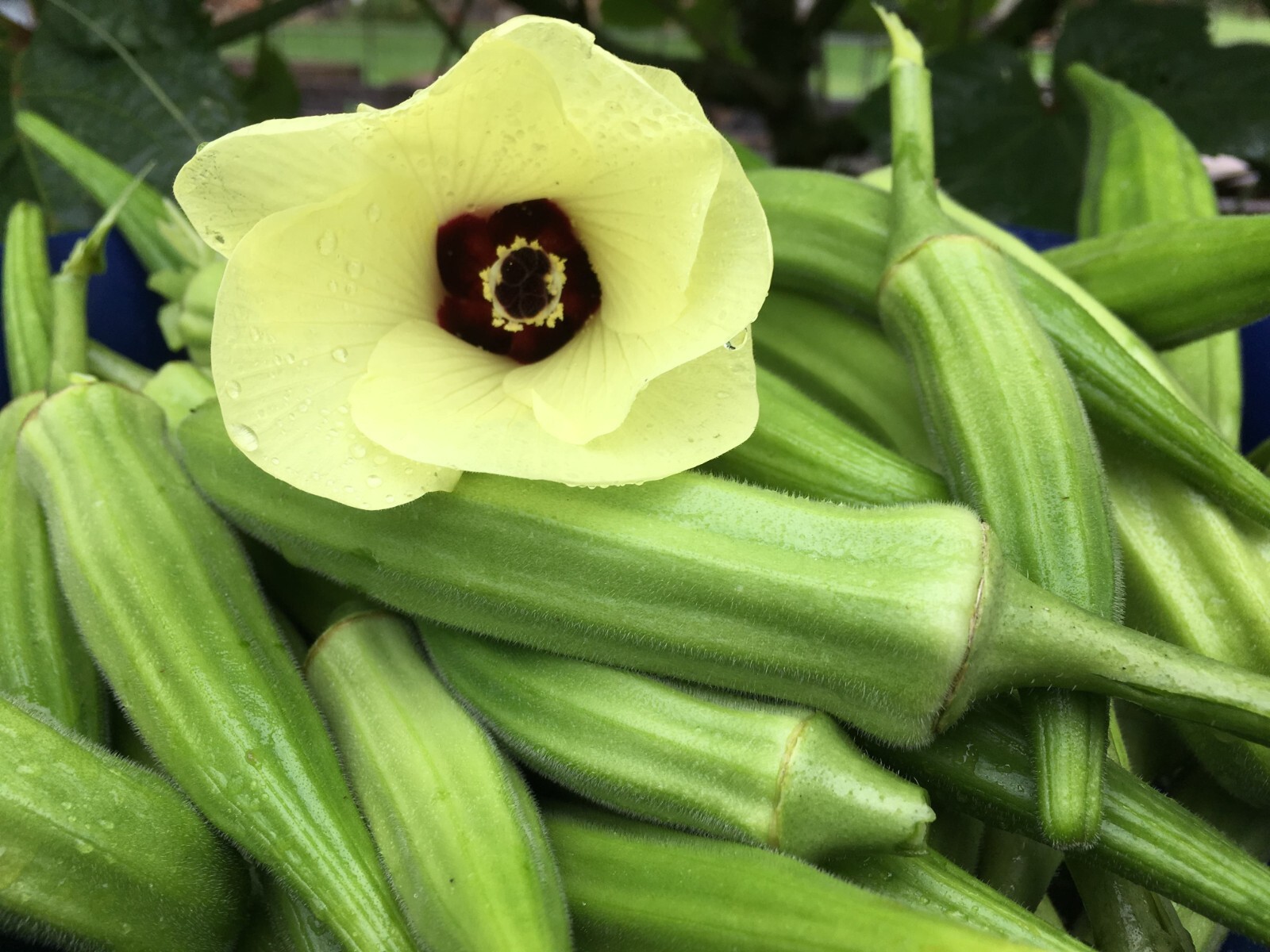 25+ Clemson Spineless Okra Seeds – NON GMO – Heirloom — FRESH
