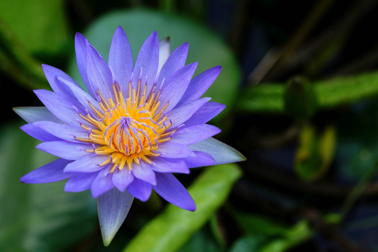 10 BLUE WATER LILY Pad Nymphaea Caerulea Asian Lotus Flower Pond Seeds *Comb S/H
