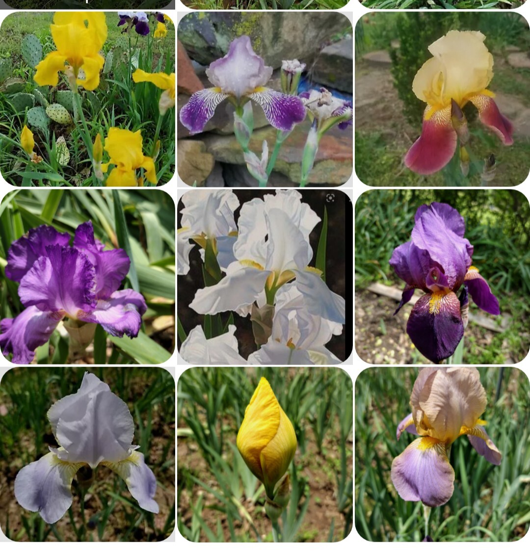 5x MIXED VARIETIES/COLORS IRIS Bulbs/Rhizomes FRESH