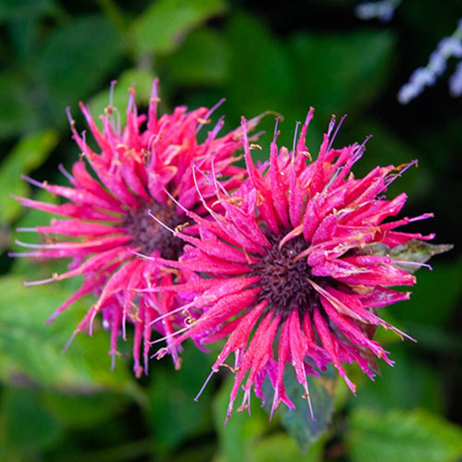 100 Balmy Dwarf Purple Bee Balm Seeds Flowers Seed Bees Hummingbird US SELLER