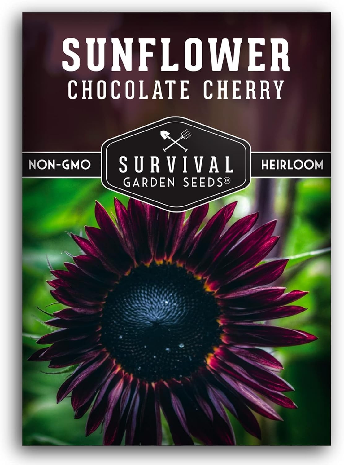 Heirloom Chocolate Cherry Sunflower Seeds | Low Maintenance, High Impact Blooms