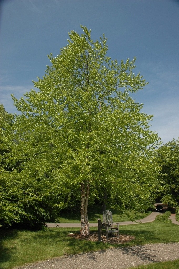 1 Black Alder Tree 12-24″ Bare Root Alnus glutinosa