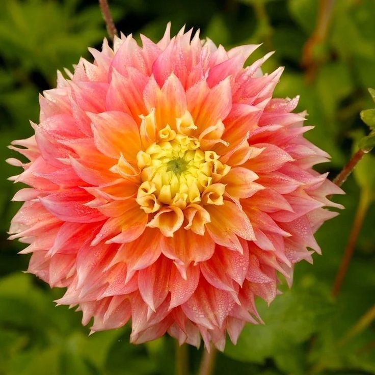 25 Dahlia Seeds Perennial Heirloom Pollinator Flower Flowers “Maam”
