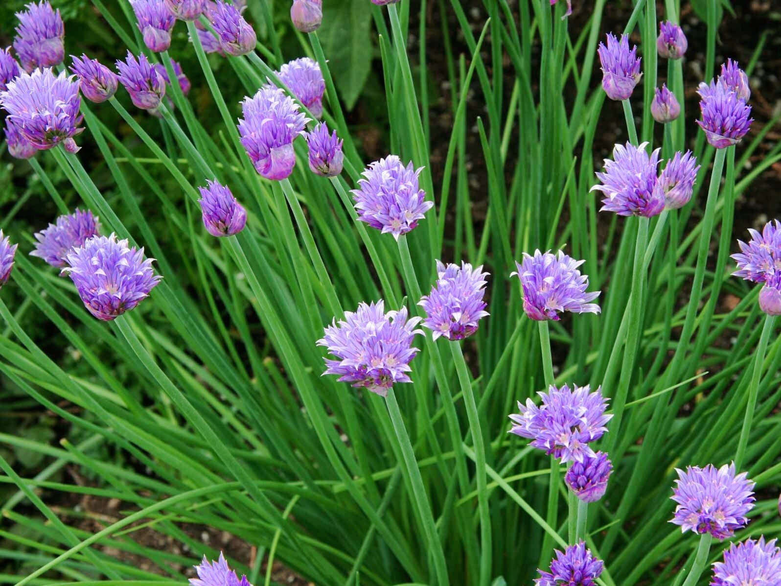 Common CHIVES Onion 200+ Seed Organic Perennial Herb Vegetable Homegrown USA🇺🇸