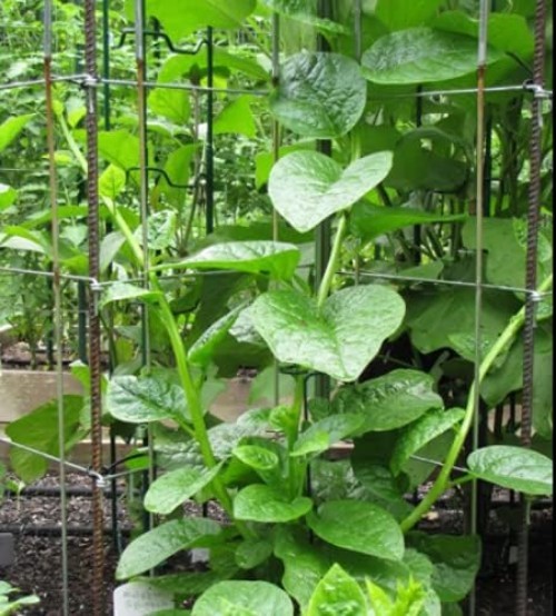 200+ Malabar Spinach Seeds for Planting – Ceylon Spinach Rau Mong TOI Green S…