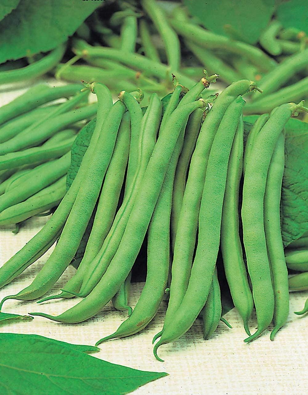 Bean Tendergreen Bush Bean Seeds ,”COOL BEANS N SPROUTS” Brand. Home Gardening.