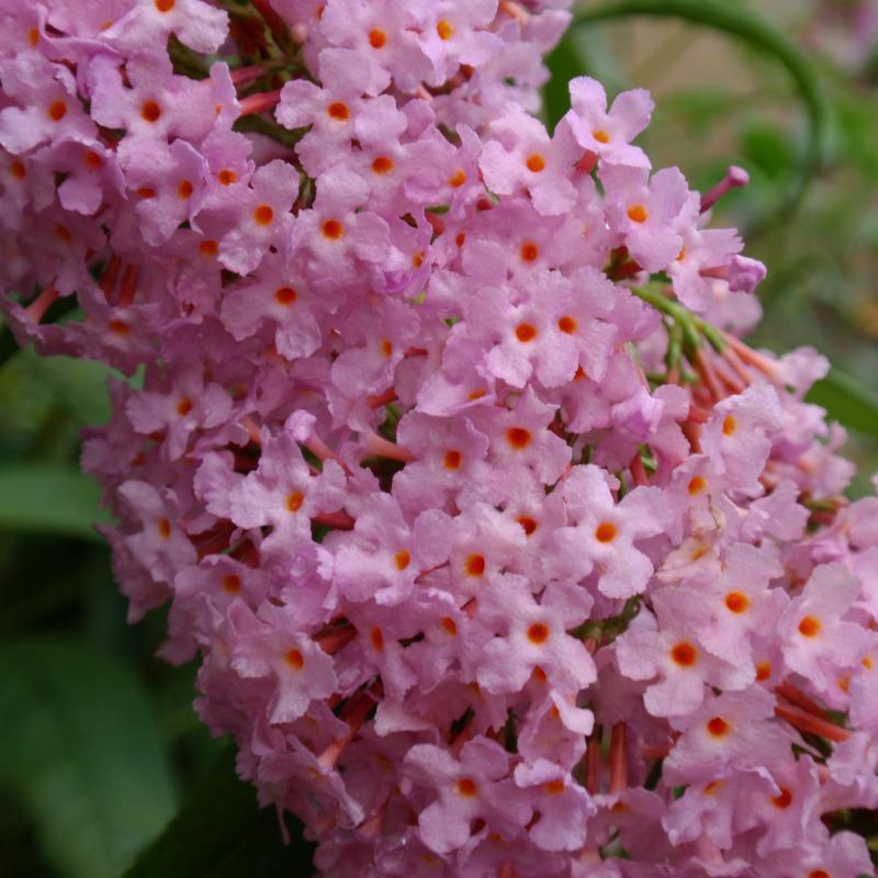 Butterfly Bush, Buddleia davidii, Shrub Seeds