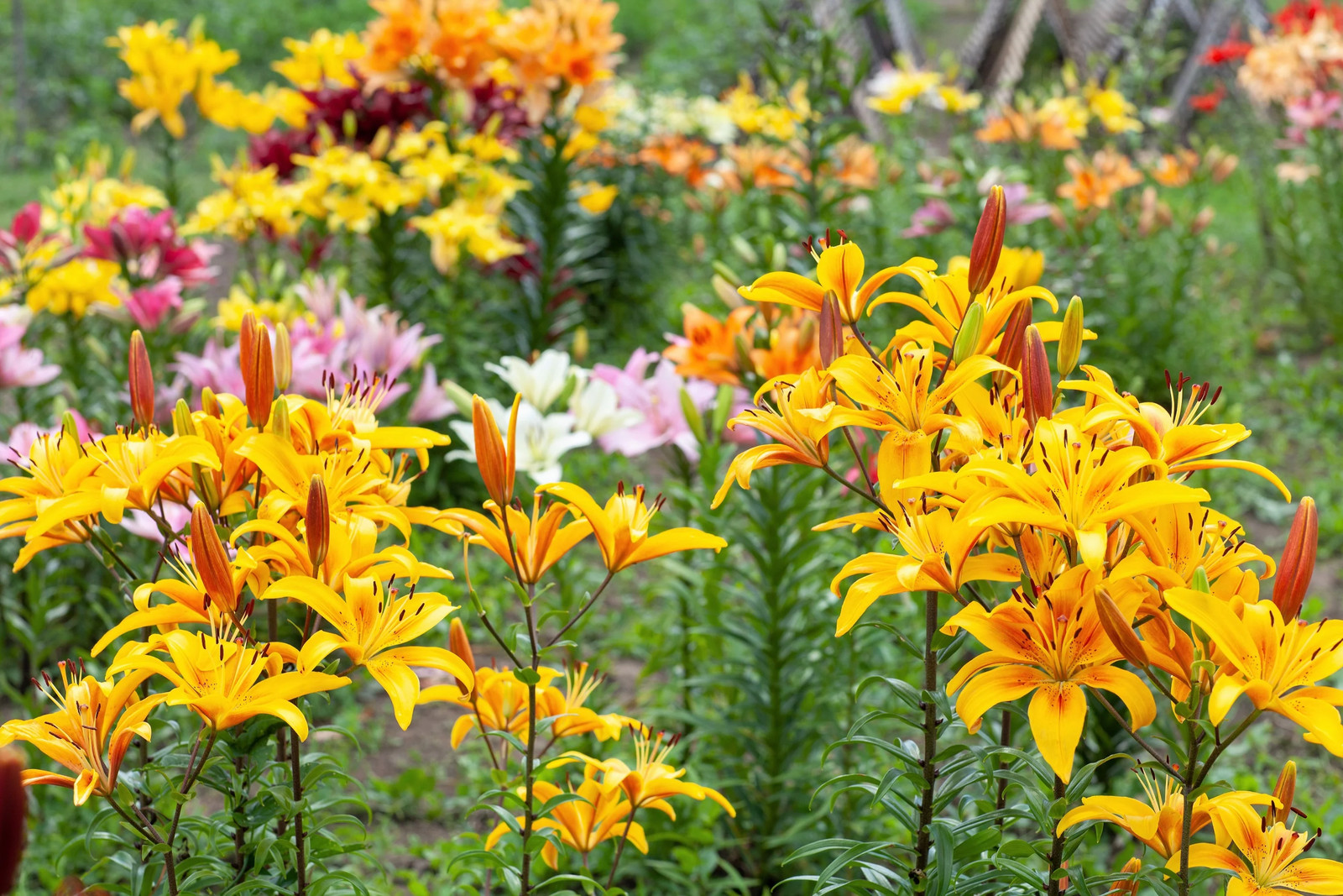 15 WESTERN HYBRIDS LILY Tiger Leopard Lemon Alpine Color Mix Lilium Flower Seeds