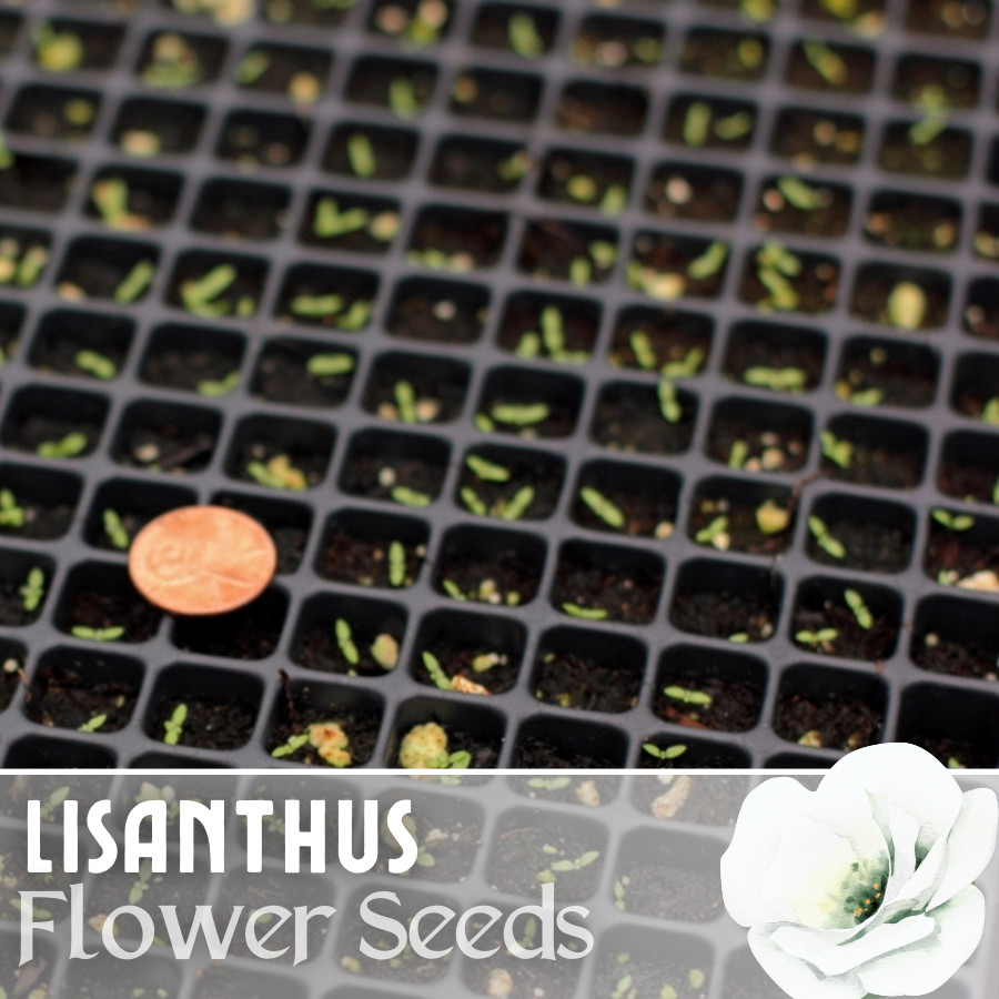 Bluehaven Lisianthus Seeds – 100 Seeds Garden Bloom Flower Seed Non Gmo