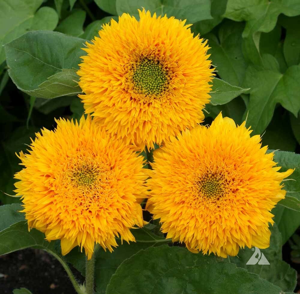 100 Sunflower Seeds ‘Dwarf Sungold’ (Helianthus annuus)