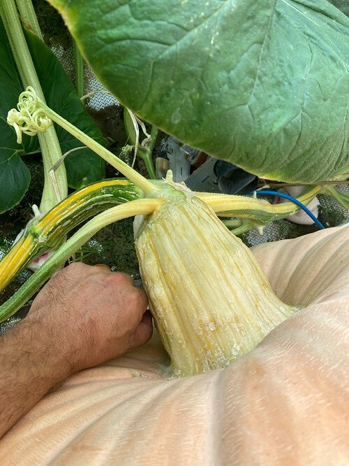 2184 Marintzer 2425 Daletas x 2168 Werner — 2 Seeds