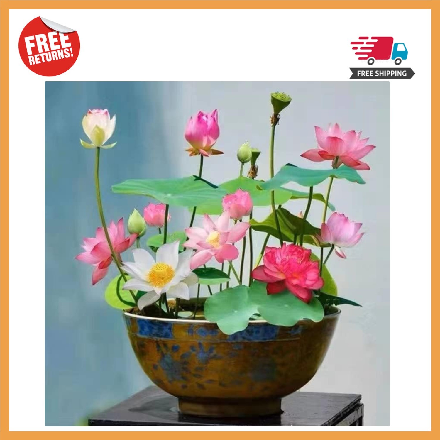 10PCS Lotus Seeds – Effortless Beauty for Indoor & Outdoor Water Gardens