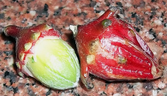 50 Roselle Seeds Asian Sour Leaf Hibiscus sabdariffa Free Shipping