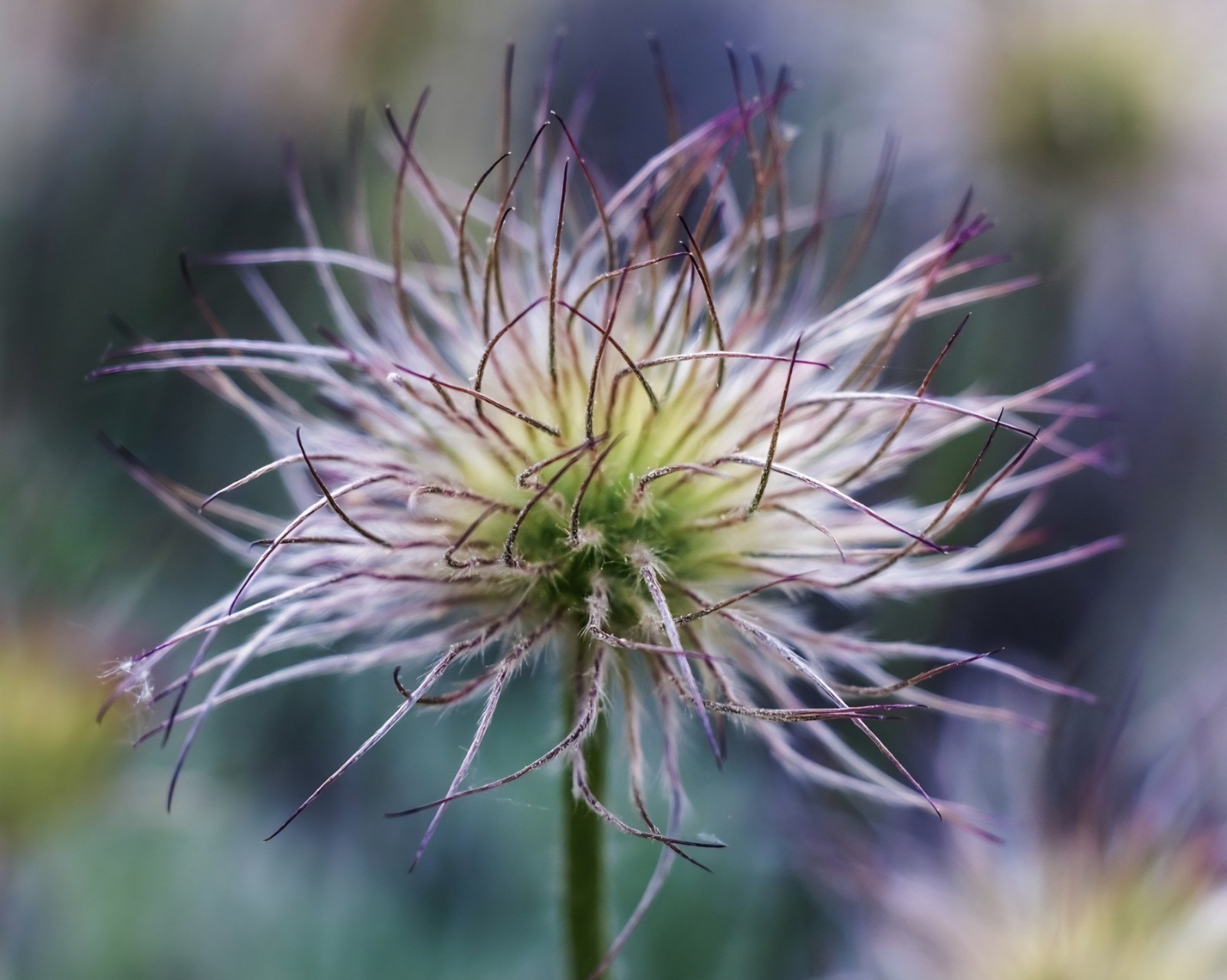 Pasque Flower (Anemone patens wolfgangiana) SEEDS, pulsatilla pasque flower