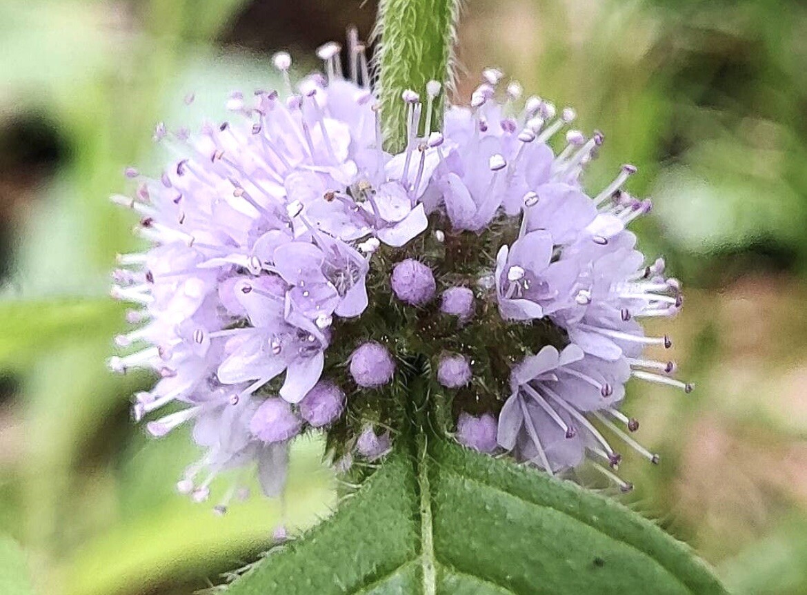 Corn Mint, Field Mint, Mentha Arvensis – 10 Bare Root Plants – USA