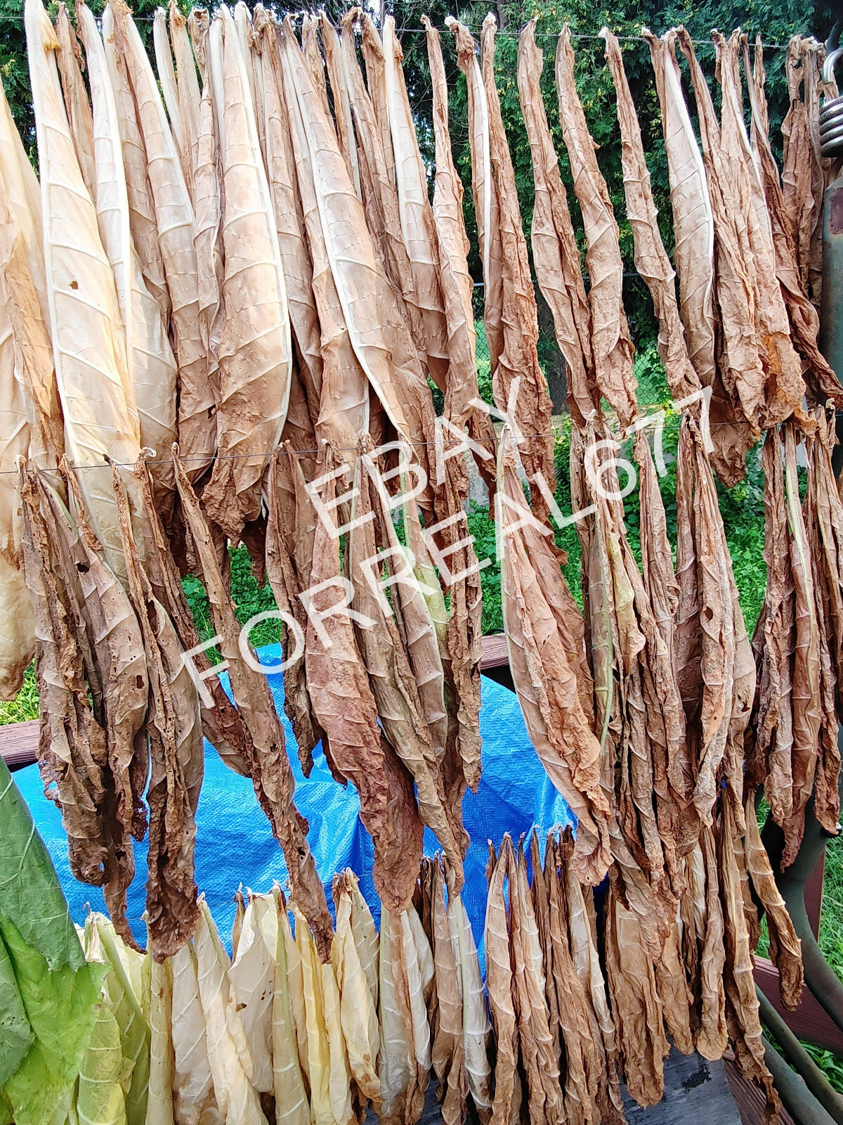 LOUISIANA PERIQUE TOBACCO 1000+ SEEDS FRESH 2023 HARVEST Instructions Included