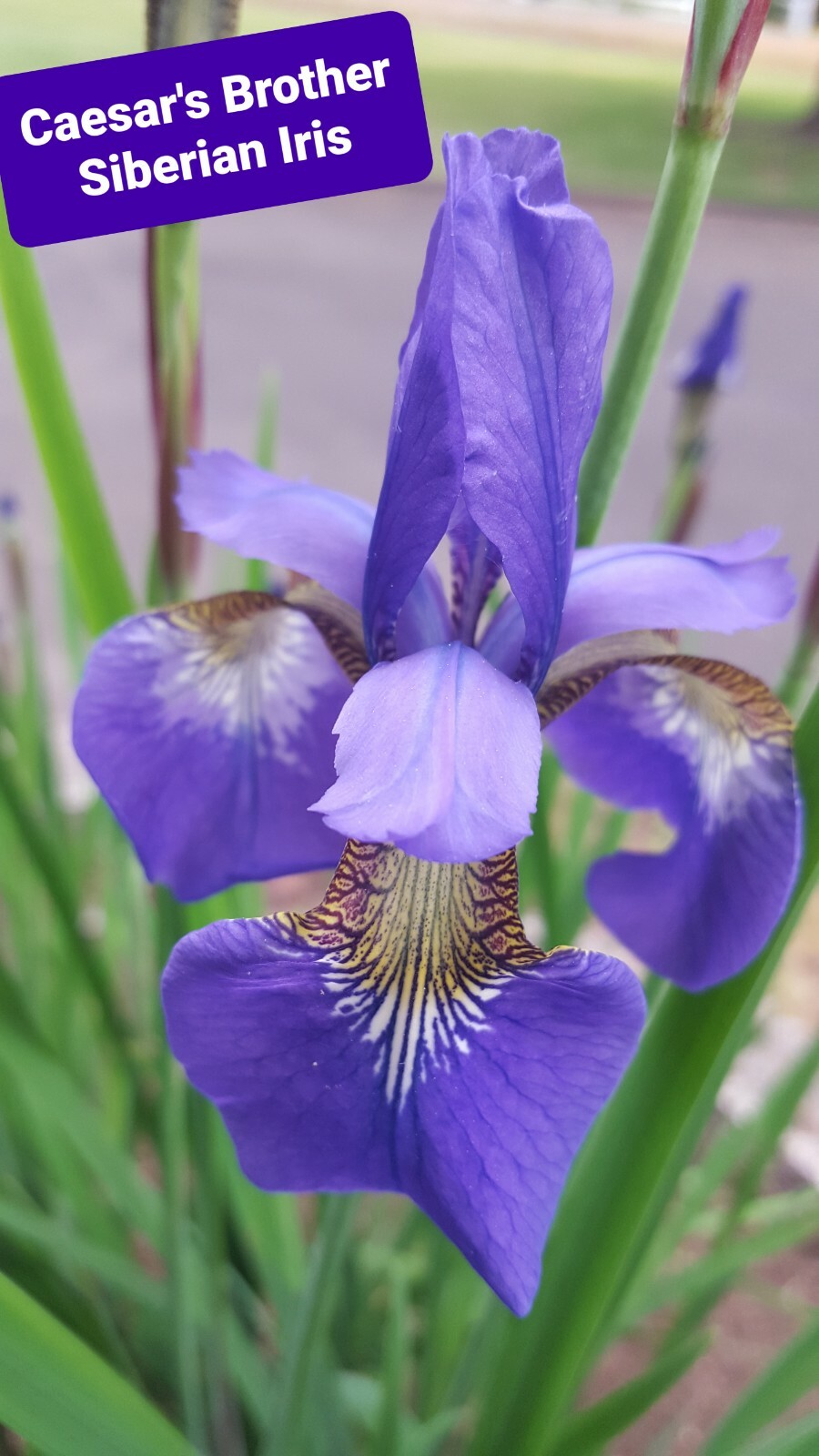 GORGEOUS AND HARDY SIBERIAN IRIS “CAESAR’S BROTHER IRIS SEEDS, 200+ SEEDS