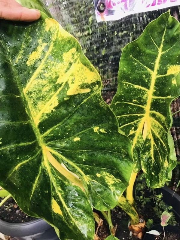 AUTHENTIC Alocasia Guinea Gold 916 1 bulbs