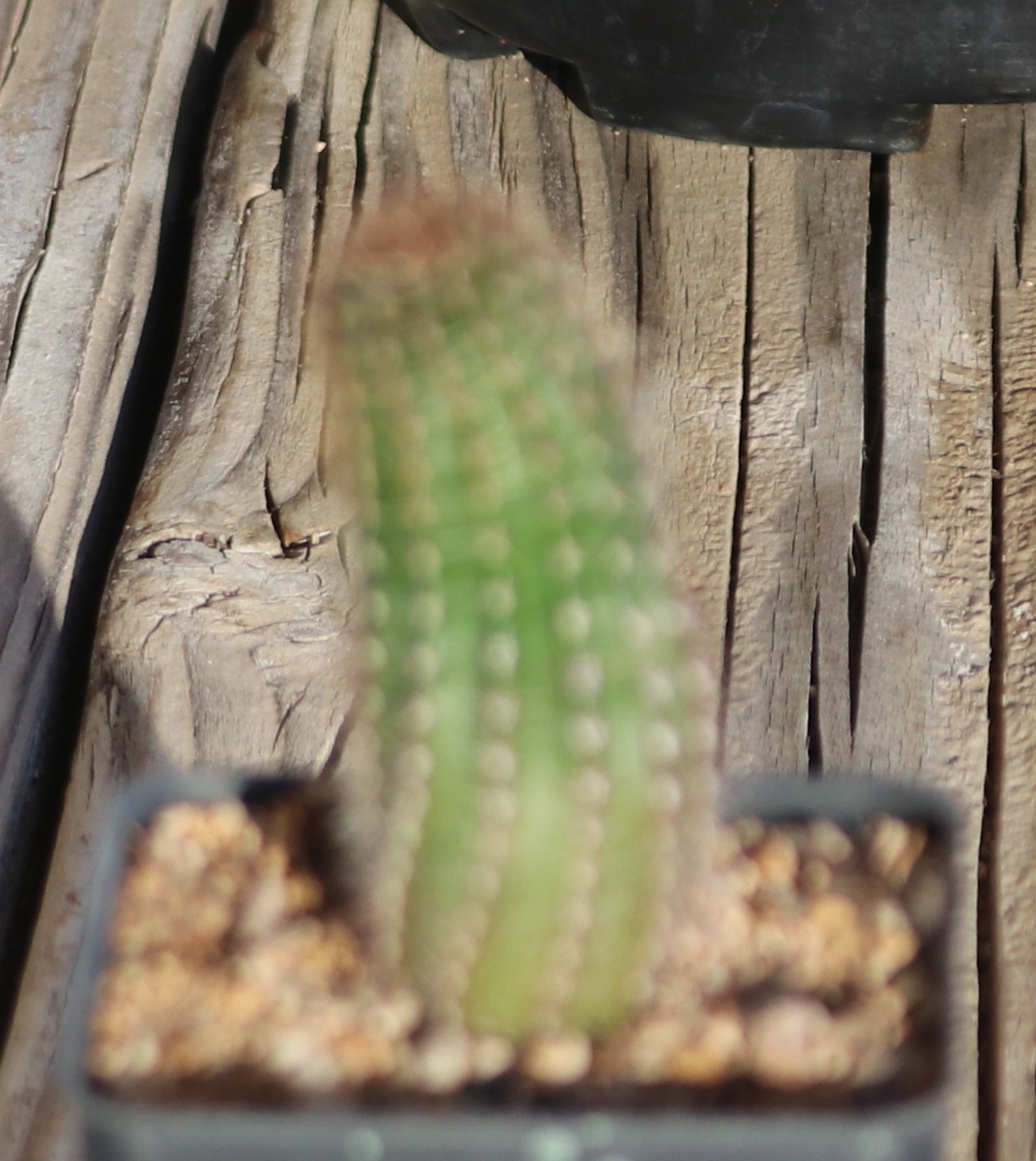 Echinopsis hybrid ‘Spring Blush’