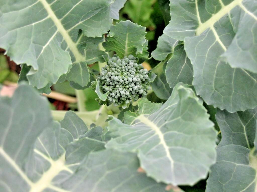 301+Waltham 29 BROCCOLI Seeds Organic Heirloom Cool Season Vegetable Garden Easy