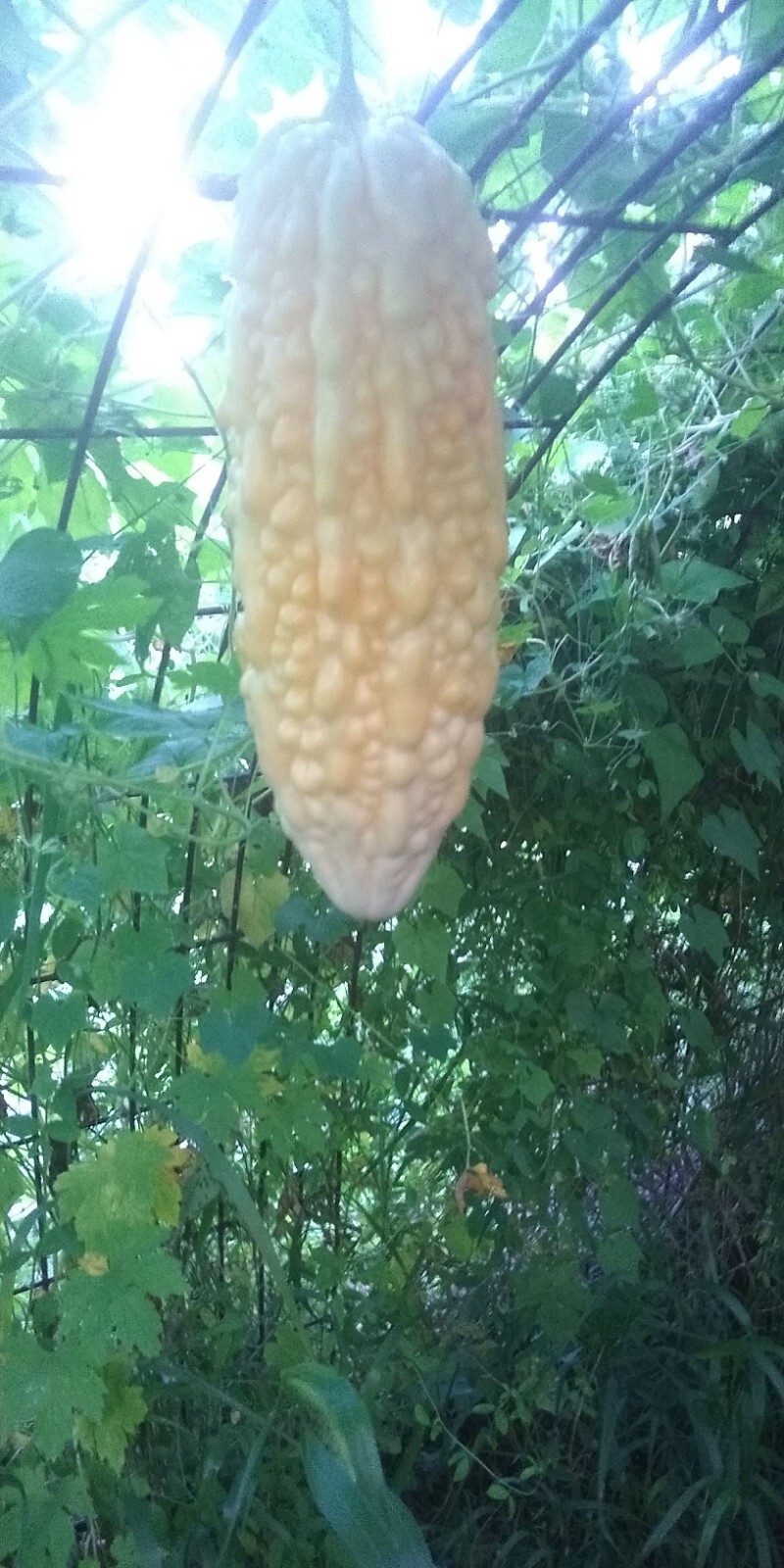 Jyunpaku Okinawan Pure White Bitter Melon ~ 3 to 50 seeds ~ Organic Heirloom~